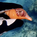 Bonjour . Thought I had just found a nice shell but when I turned it over this Star Eyed Hermit was inside. Bonjour . Thought I had just found a nice shell but when I turned it over this Star Eyed Hermit was inside.