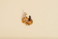 Free falling This amazing nudi likes swimming packs itself during jumping and tries to stay in mid water as long as possible. Free falling This amazing nudi likes swimming packs itself during jumping and tries to stay in mid water as long as possible.