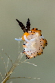 Tiger favorinus nudibranch. Tiger favorinus nudibranch.