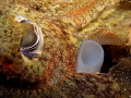 Sepia officinalis
Eye Siphon Sepia officinalis
Eye Siphon