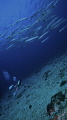 barracuda barracuda