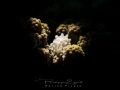 Cowrie on a coral... snooted hand held torch Cowrie on a coral... snooted hand held torch