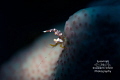 Sexy Snooting 1 of 2 I ve been experimenting with using a snoot in ways other than a spotlight. Here a sexy shrimp dances on his coral stage. Sexy Snooting 1 of 2 I ve been experimenting with using a snoot in ways other than a spotlight. Here a sexy shrimp dances on his coral stage.
