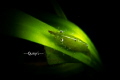 Shot in Anilao Philippines. A green shrimp on a green grass. Shot in Anilao Philippines. A green shrimp on a green grass.