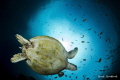 Turtle on deep Blue Turtle on deep Blue