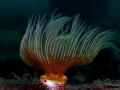 Protula tubularia Protula tubularia