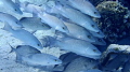 Safety in numbers A grroup of Gray Snapper in the Bahamas Berry Islands Safety in numbers A grroup of Gray Snapper in the Bahamas Berry Islands