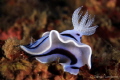 Chromodoris willani.
chromodoriswillani nudibranch seaslug philippines anilao Chromodoris willani.
chromodoriswillani nudibranch seaslug philippines anilao