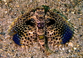 Yes...this really is a fish Flying Gurnard in Anilao. Yes...this really is a fish Flying Gurnard in Anilao.