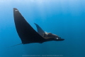 Black Mantas of La Reina La Paz Black Mantas of La Reina La Paz