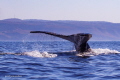 Humpback whale during sardine run 2018 Humpback whale during sardine run 2018