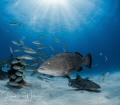 While at Tiger Beach in the Bahamas we generally keep all our attention on the tiger hammerhead and bull sharks. This poor grouper kept coming up as if to say I need some love too While at Tiger Beach in the Bahamas we generally keep all our attention on the tiger hammerhead and bull sharks. This poor grouper kept coming up as if to say I need some love too