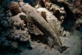 crocodile fish resting on the reef crocodile fish resting on the reef