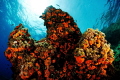 Underwater colors Underwater colors