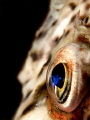 Corneal Iridescence in the eye of a blenny.