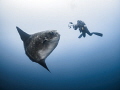 I could do with a bit of this just now ...

Bump-Head Sunfish - Mola alexandrini

Gilli Mimpang, Bali, Indonesia