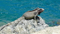 Rock Iguana taking a break from the surf in St. Thomas