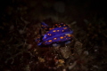 This Dorid nudibranch (Hypselodoris ghiselini) is a common, but always beautiful site in Southern California.