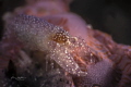 soft coral snapping shrimp (synalpheus neomeris with eggs