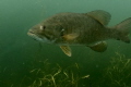 This curious Bass greeted me as Inmade a descent. Good thing I had new camera system and lens in hand. This curious Bass greeted me as Inmade a descent. Good thing I had new camera system and lens in hand.