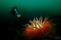 Gulen Wreck Diving Gulen Wreck Diving