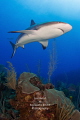 Apex A female Caribbean reef shark cruises the reef. Apex A female Caribbean reef shark cruises the reef.