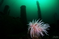 Cold water anemone and wreck in Gulen Cold water anemone and wreck in Gulen