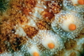 Close up of a spiny sea star revealing its armor It is an enthusiastic predator especially of mussels Close up of a spiny sea star revealing its armor It is an enthusiastic predator especially of mussels