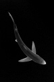 Blue Shark in monochrome...