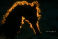 backlight story torny seahorse backlight story torny seahorse