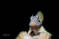 leopard blenny
Date 30/07/2018
Location ishigaki Japan
Camera Nikon D850
Housing Nauticam
Lens 105mm marco
Strobe Retra Retra LSD
Settings 1/200sec f/25 ISO 250
leopard blenny
Date 30/07/2018
Location ishigaki Japan
Camera Nikon D850
Housing Nauticam
Lens 105mm marco
Strobe Retra Retra LSD
Settings 1/200sec f/25 ISO 250