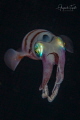 Squid in the Dark Gardens of the Queen Cuba Squid in the Dark Gardens of the Queen Cuba