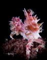 Soft coral crab. At Romblon, Philippines. By sony 6500.