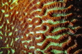 Integrate patterns of a brain coral Integrate patterns of a brain coral
