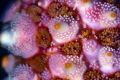Super macro photo of the armor of a sea star Super macro photo of the armor of a sea star