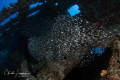 In side the Carnatic in Egypt Red Sea In side the Carnatic in Egypt Red Sea