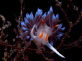 Cratena peregrina Cratena peregrina