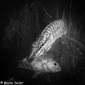 Juvenile pike having brekfast Juvenile pike having brekfast