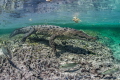Cocodrile in the Mangrove Gardens of the Queen Cuba Cocodrile in the Mangrove Gardens of the Queen Cuba