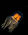 A swimming hydromedusa make me feel like I'm looking at something in space. They are really cool