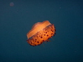mediterranean jelly fish