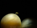 Walking on Mars
Tiny amphipod perches on top of a small cuttlefish egg.