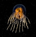 Alien - a Goninemus vertens from the North Sea. The jellyfish was introduced to Euope about 1900, probably imported with oysters for farming. In Norway, it was first observed near Oslo (about 1920). Luckilly low risk on other nature.