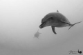 Friendly daulphin