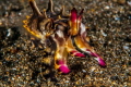 Flamboyant Cuttlefish Flamboyant Cuttlefish