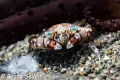 Crab Crab