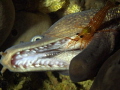 Muraena helena Lysmata seticaudata
Cleaning station Muraena helena Lysmata seticaudata
Cleaning station