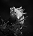 Aplysia parvula/seahare Aplysia parvula/seahare