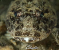 Gewone zeedonderpad Myoxocephalus scorpius Gewone zeedonderpad Myoxocephalus scorpius