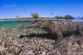 Cocodrile and Blue Sky Gardens of the Queen Cuba Cocodrile and Blue Sky Gardens of the Queen Cuba